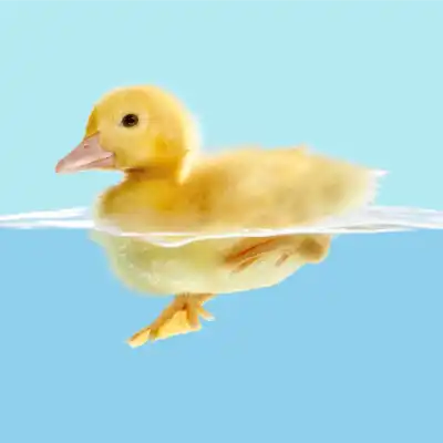 Eendje drijvend in het water